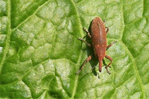 Réf. 204 544 : Lixus sp.